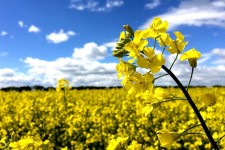 امنیت غذایی با کنترل آفت گل جالیز تضمین می‌شود