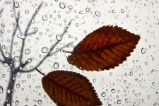 ایلام از سه‌شنبه بارانی می‌شود