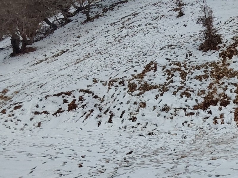 سامانه بارشی وارد ایلام می‌شود