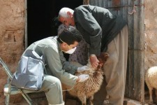 ۲۱۸ هزار رأس دام در ایلام واکسینه شد