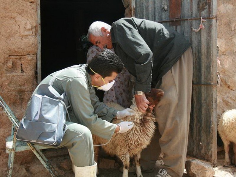 ۲۱۸ هزار رأس دام در ایلام واکسینه شد