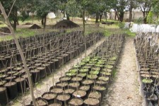 ۴۰۰ هزار نهال در دهلران توزیع شد