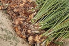 صادرات ۱۰ هزار اصله نهال کشت‌بافتی خرما به عراق