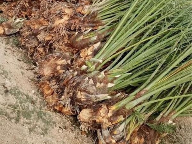 صادرات ۱۰ هزار اصله نهال کشت‌بافتی خرما به عراق