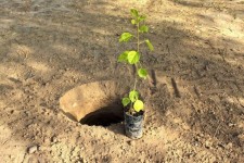 اجرای طرح توسعه باغات دیم در ایوان