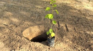 اجرای طرح توسعه باغات دیم در ایوان