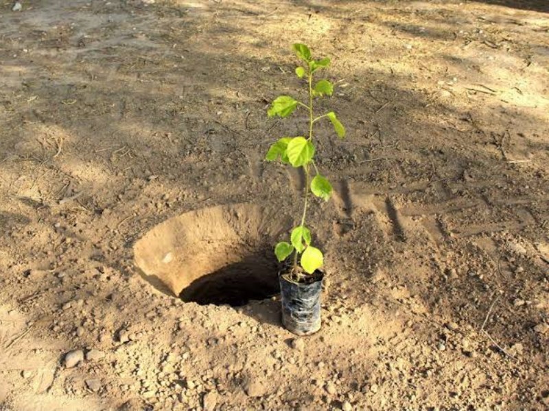 اجرای طرح توسعه باغات دیم در ایوان