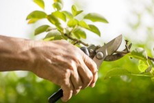 هرس صحیح درختان؛ راهکاری مؤثر برای رشد تولید