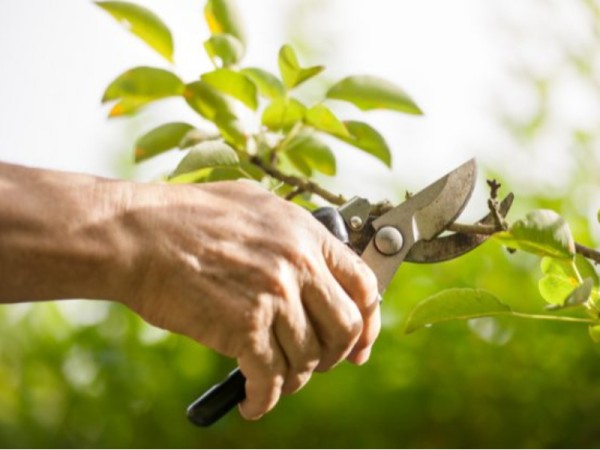 هرس صحیح درختان؛ راهکاری مؤثر برای رشد تولید