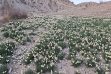 پیش‌بینی برداشت ۲۰ هزار شاخه گل نرگس در ملکشاهی