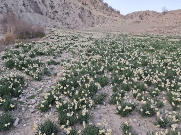 پیش‌بینی برداشت ۲۰ هزار شاخه گل نرگس در ملکشاهی