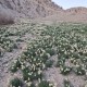 پیش‌بینی برداشت ۲۰ هزار شاخه گل نرگس در ملکشاهی