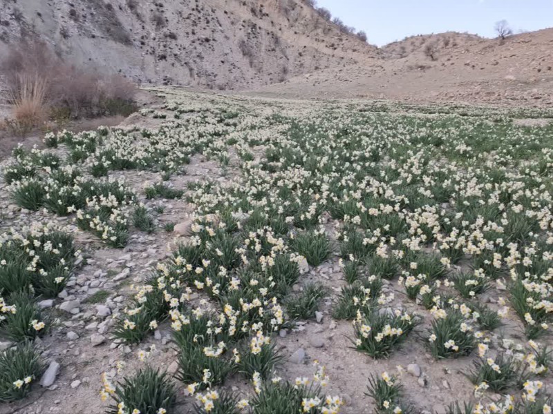 پیش‌بینی برداشت ۲۰ هزار شاخه گل نرگس در ملکشاهی
