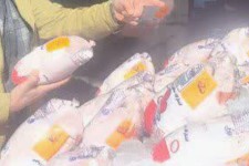 ۶۲ کیلوگرم مرغ غیربهداشتی در ایلام ضبط شد