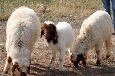 اصلاح نژاد کلید رونق اقتصادی است