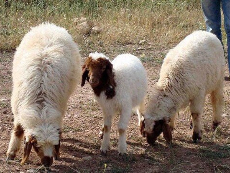 اصلاح نژاد کلید رونق اقتصادی است