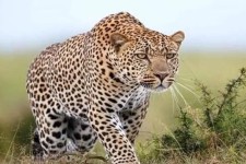 شناسایی و ثبت یک قلاده پلنگ جدید در دهلران