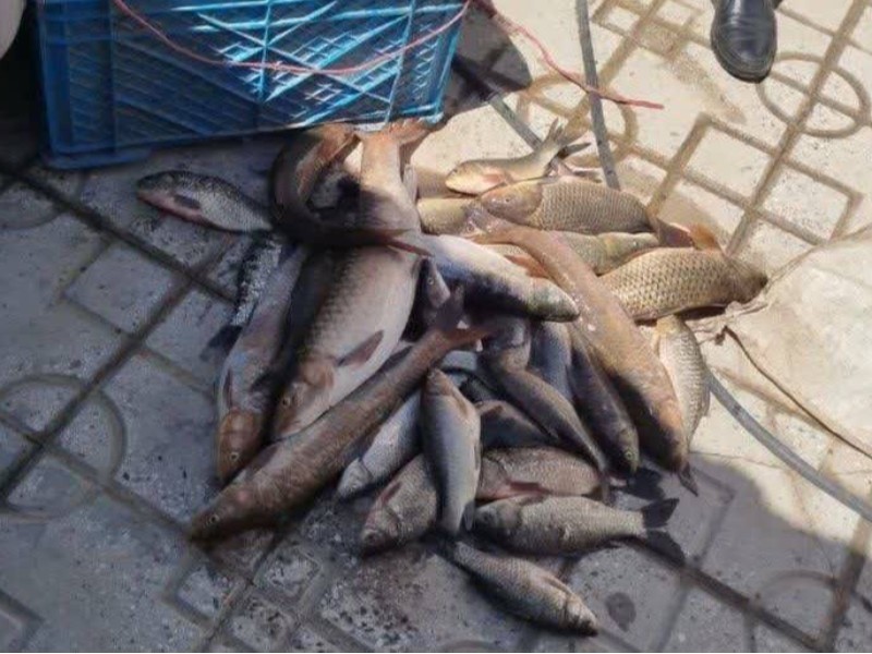2 صیاد غیرمجاز در بدره بازداشت شدند