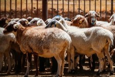 خروج دام مولد از ایلام ممنوع است