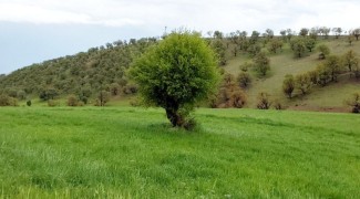 جلوه‌ای از هنر خدا در طبیعت پشته ملکشاهی