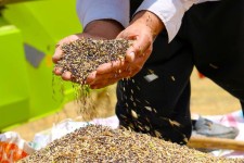 فعالیت ۸ مرکز خرید کلزا در سطح ایلام