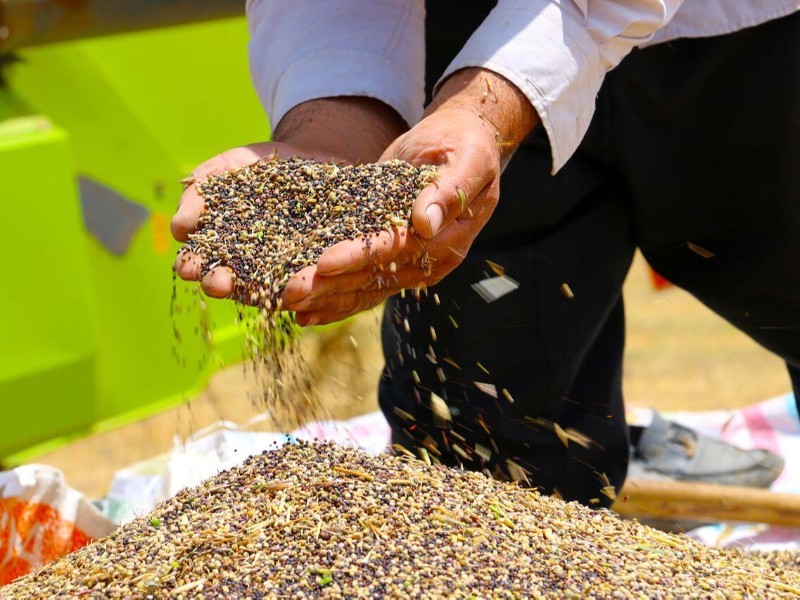 فعالیت ۸ مرکز خرید کلزا در سطح ایلام