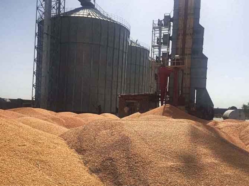 ساماندهی ۲۴ مرکز خرید گندم در ایلام