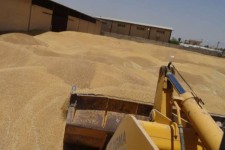 ساماندهی ۲۴ مرکز خرید گندم در ایلام