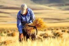 مشکلی در پرداخت بهای گندم کشاورزان ایلامی نداریم