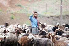 تعداد دام های مراتع ایلام 4 برابر ظرفیت است