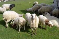 اجرایی شدن ۶۲ طرح اشتغالزایی در سیوان