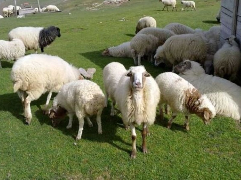 اجرایی شدن ۶۲ طرح اشتغالزایی در سیوان