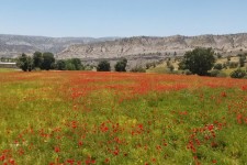 مسیر ملکشاهی به ایلام؛ فرش سرخ لاله‌های وحشی