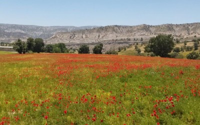 مسیر ملکشاهی به ایلام؛ فرش سرخ لاله‌های وحشی