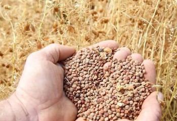 پیش‌بینی برداشت 200 تن عدس در ایلام
