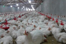 نظارت بر واحدهای تولید طیور افزایش می‌یابد
