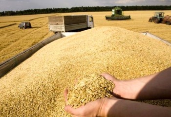 مطالبات گندمکاران ایلامی در مسیر پرداخت قرار گرفت