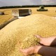 مطالبات گندمکاران ایلامی در مسیر پرداخت قرار گرفت
