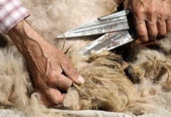 ورود ۵۰۰ تن پشم عشایر به چرخه تولید