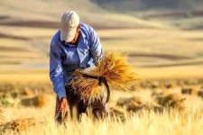 واریز ۳۱ هزار میلیارد ریال به حساب گندم‌کاران ایلامی