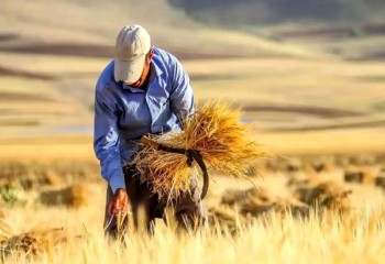 واریز ۳۱ هزار میلیارد ریال به حساب گندم‌کاران ایلامی