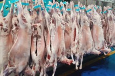 افتتاح کشتارگاه دام ایوان