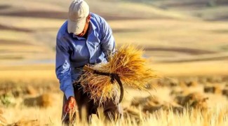 ۷۳۰۰ تن گندم از کشاورزان چرداول خریداری شد
