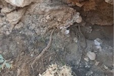 ۳ افعی در زیستگاه طبیعی ایلام رها شدند