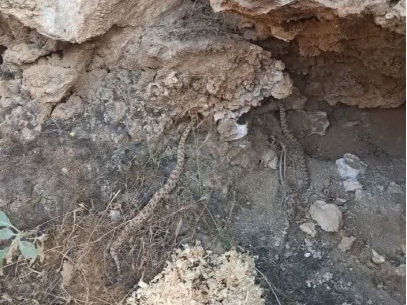 ۳ افعی در زیستگاه طبیعی ایلام رها شدند