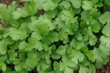 آغاز برداشت گشنیز از اراضی آسمان‌آباد