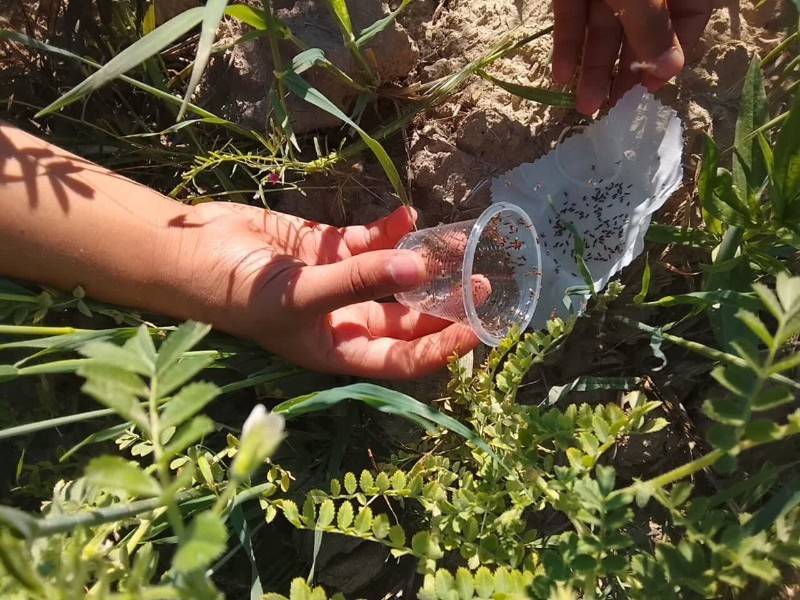 رهاسازی زنبور براکون در مزارع نخود ایلام