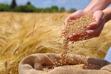 آخرین وضعیت پرداخت مطالبات گندم‌کاران در ایلام