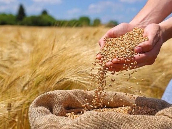 آخرین وضعیت پرداخت مطالبات گندم‌کاران در ایلام