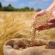 آخرین وضعیت پرداخت مطالبات گندم‌کاران در ایلام